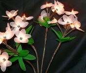Frangipani stems_sml.jpg